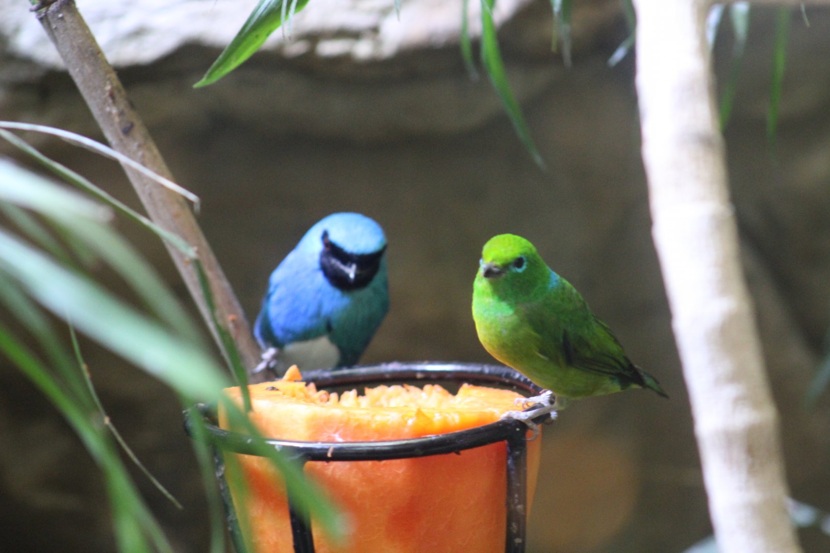 Swallow Tanager & Blue-Naped Chlorophonia