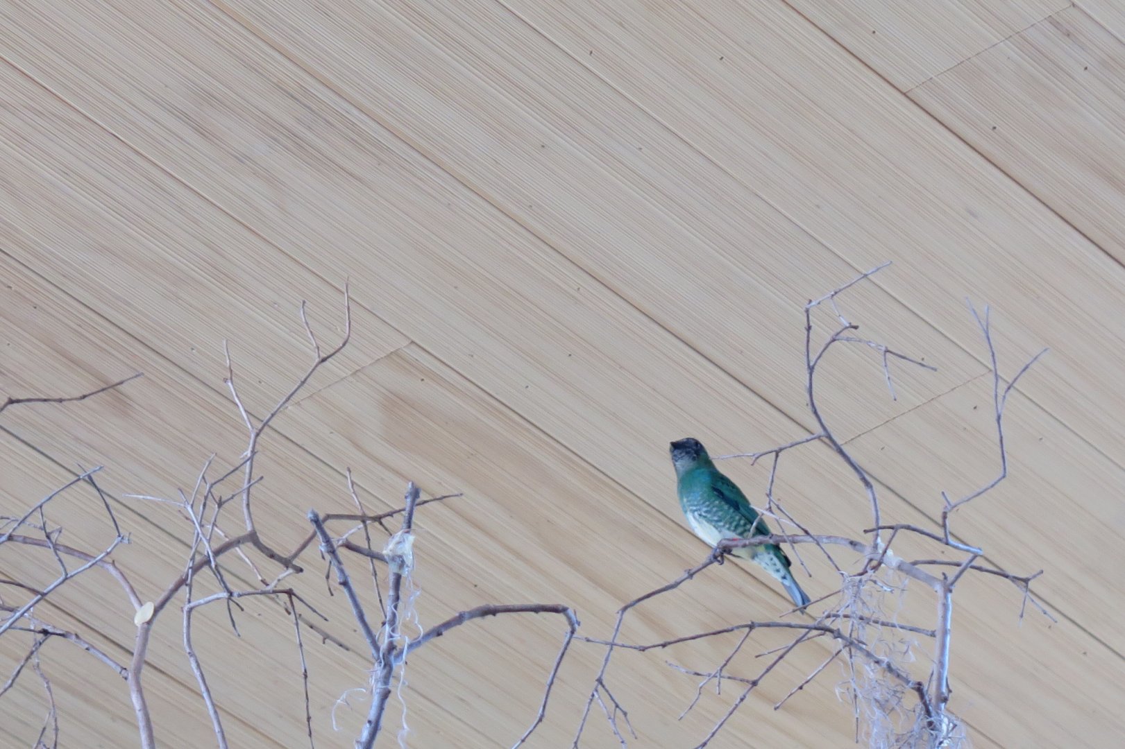 Swallow Tanager Female(8/23/2024)