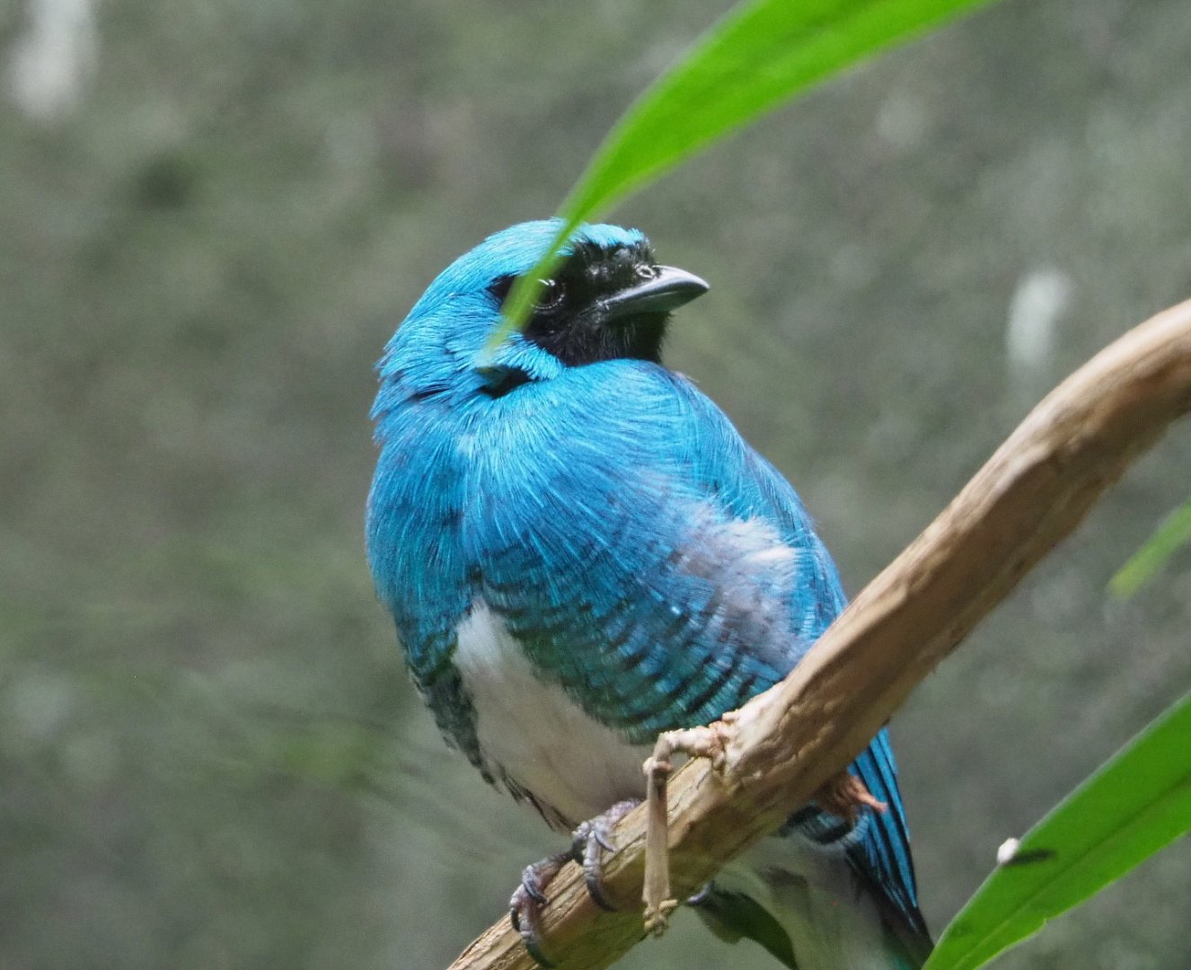 Swallow tanager (Tersina viridis), 2021-06-12