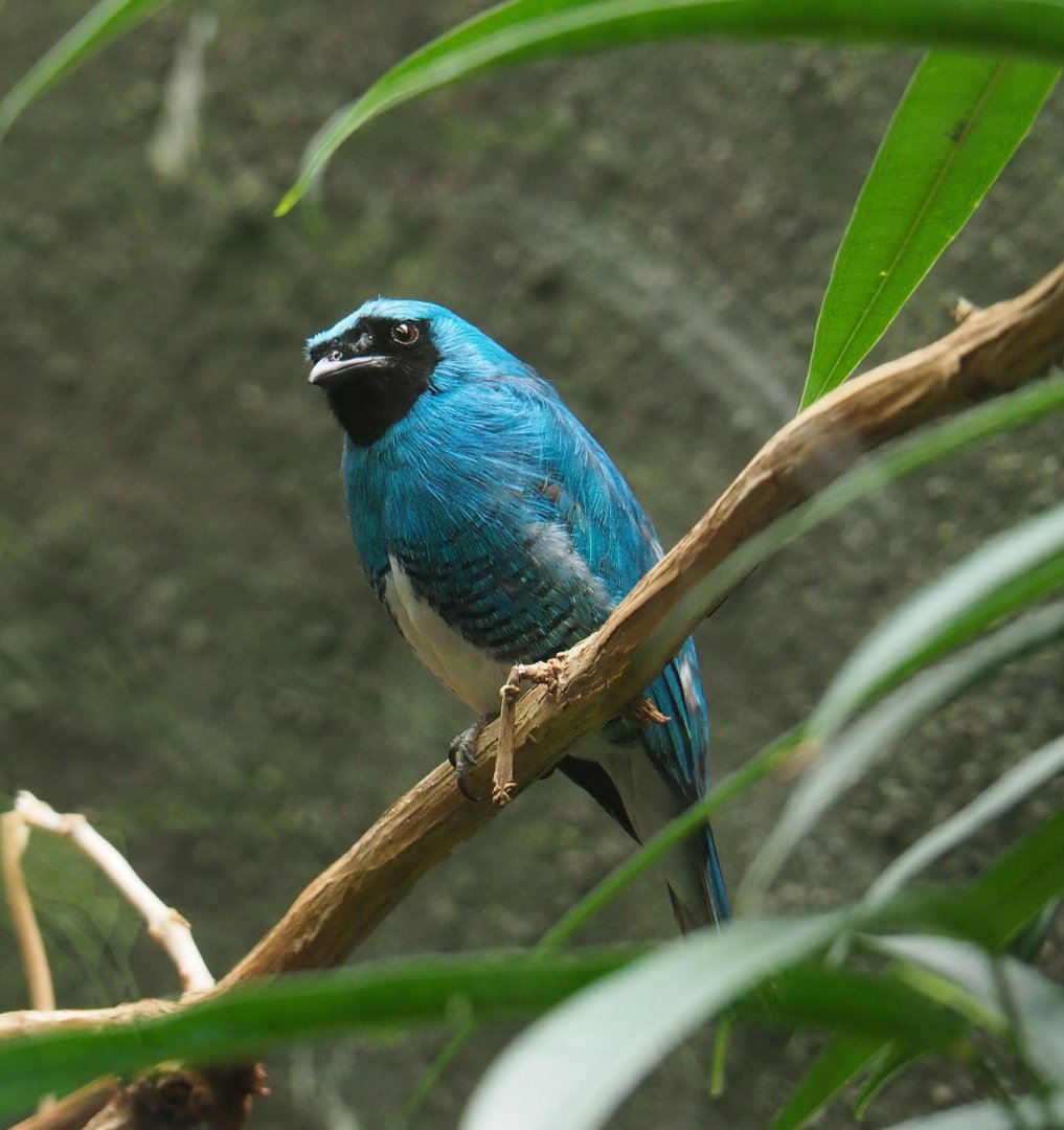 Swallow tanager (Tersina viridis), 2021-07-17