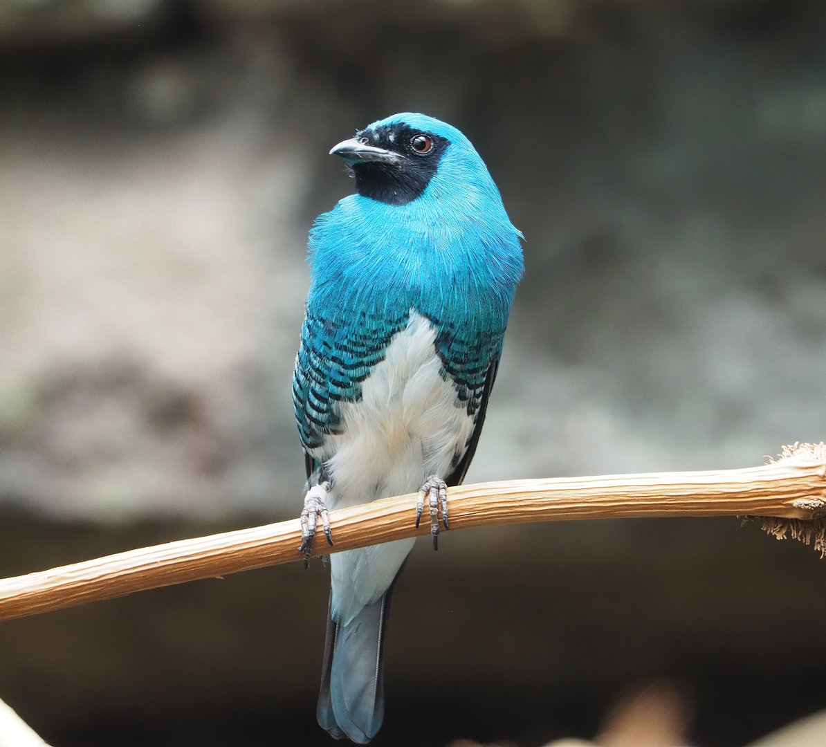 Swallow tanager (Tersina viridis), 2022-09-04