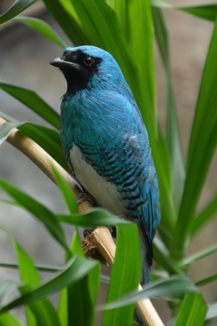 Swallow tanager (Tersina viridis occidentalis)