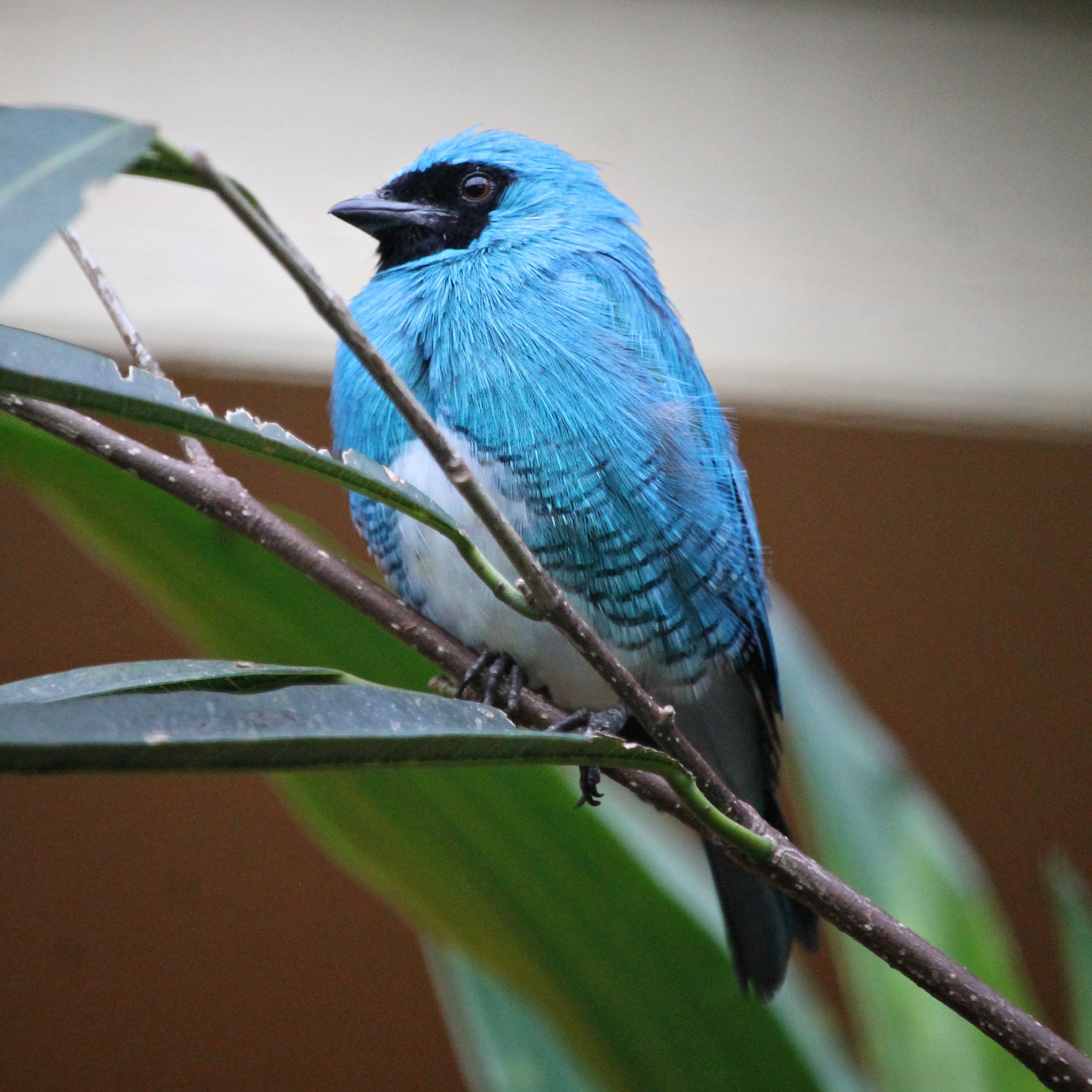 Swallow tanager (Tersina viridis) - Pukara