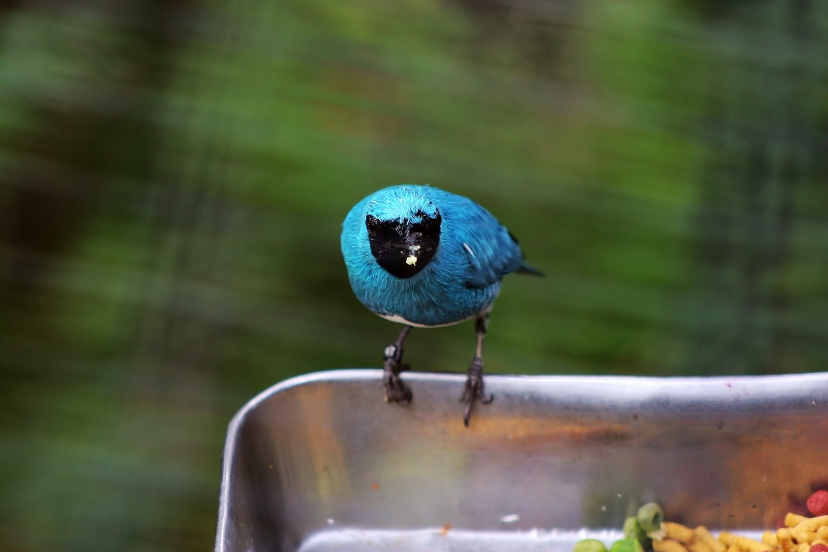 Swallow tanager (Tersina viridis)