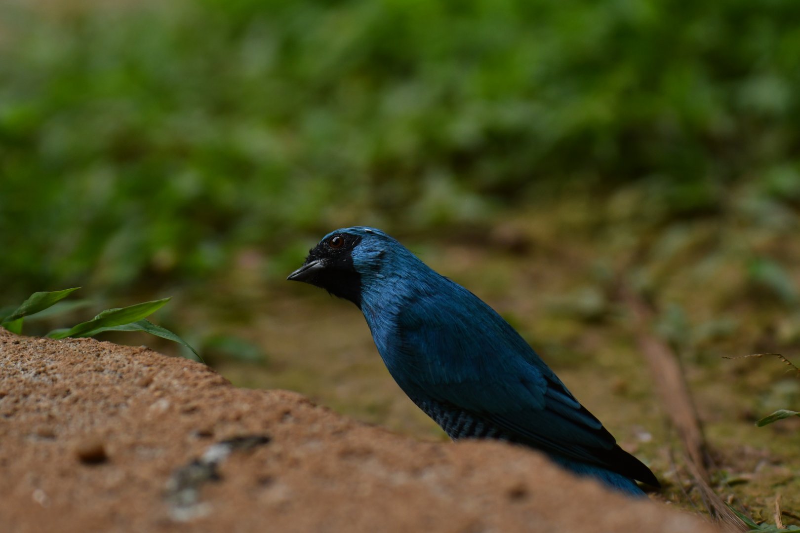 Swallow Tanager Tersina viridis