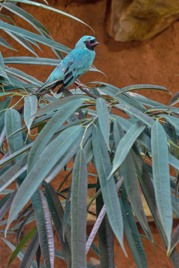 Swallow tanager (Tersina viridis)