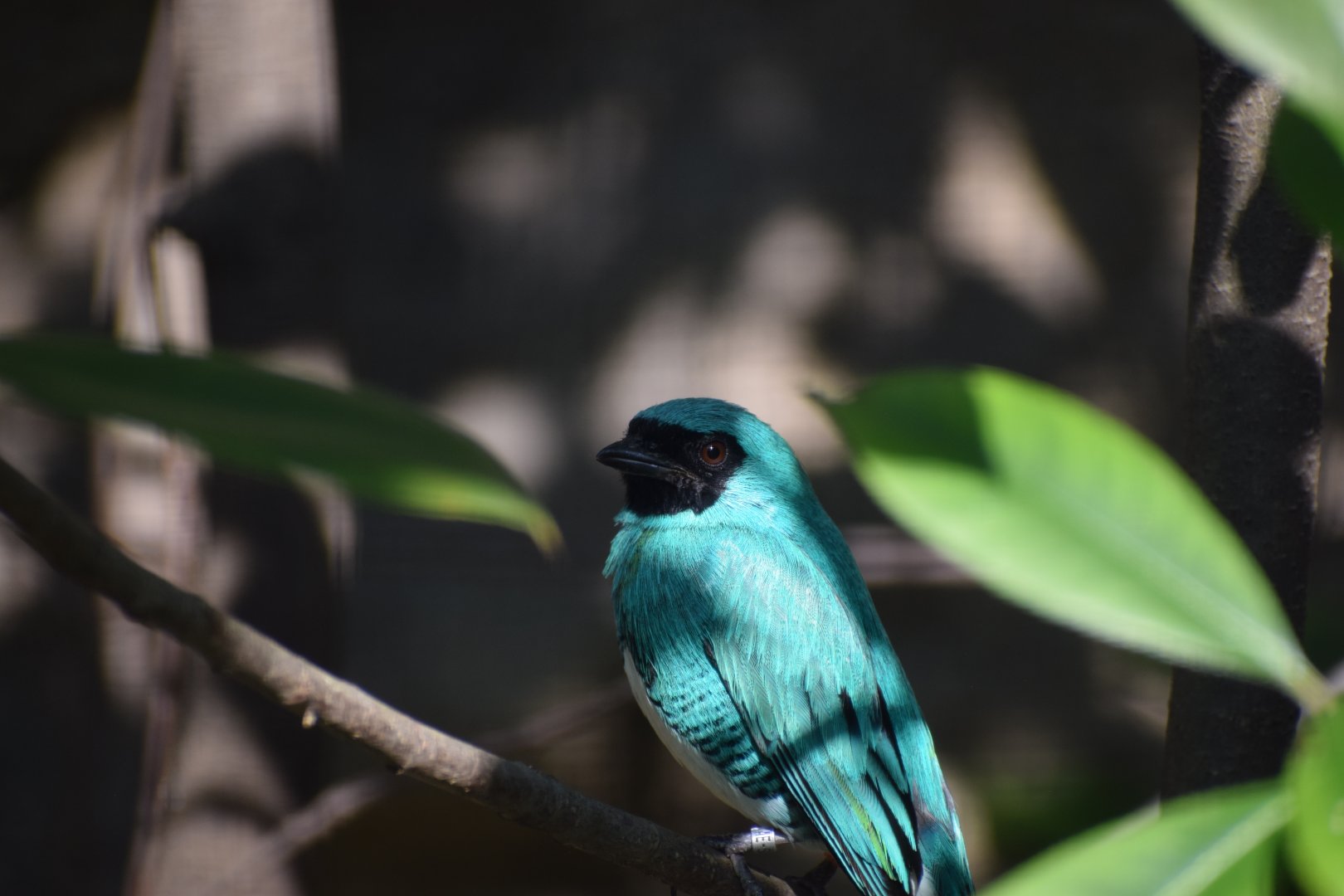 Swallow Tanager (Tersina viridis)