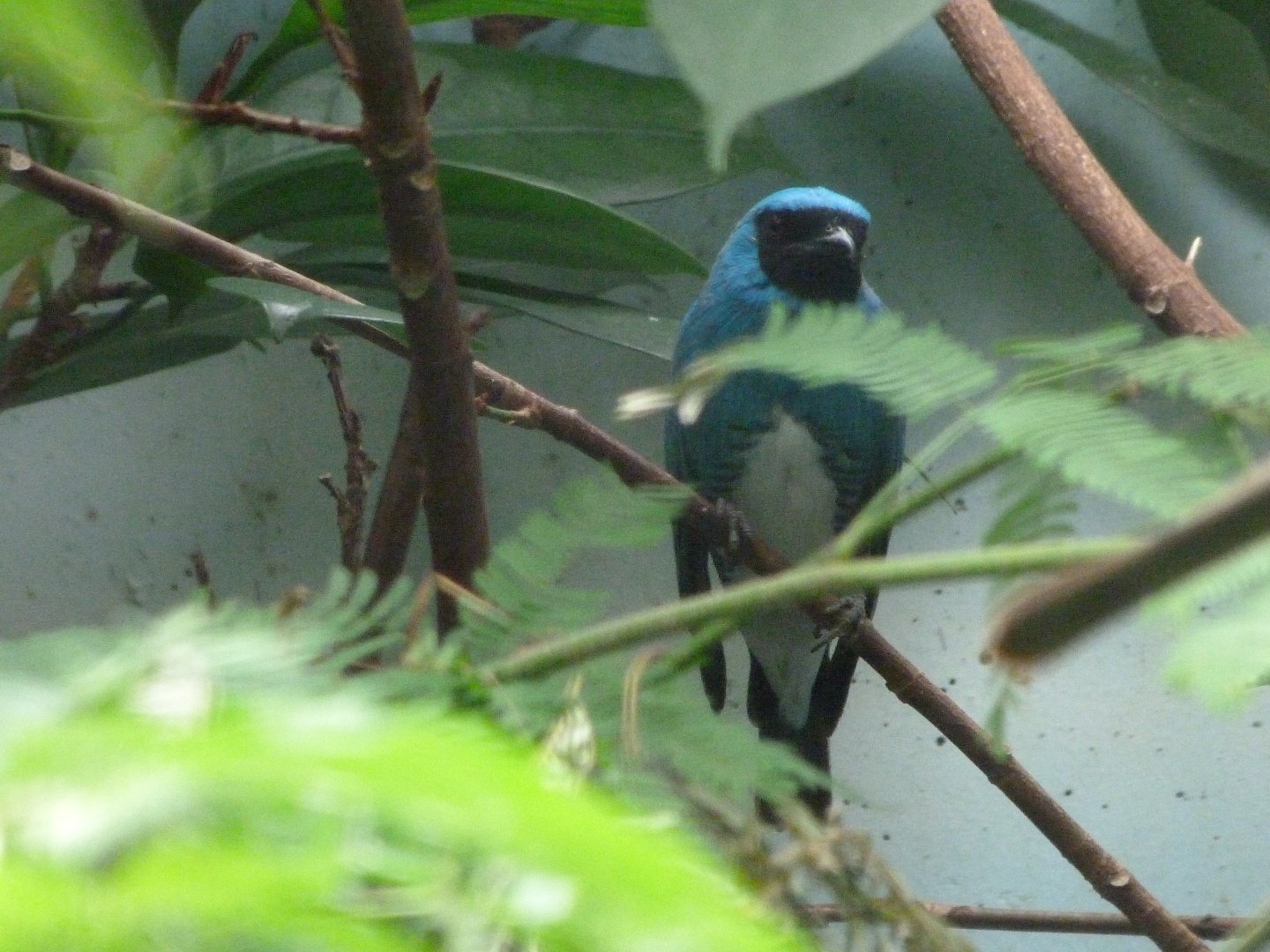 Swallow tanager -Zoologischer Garten Berlin (2024)