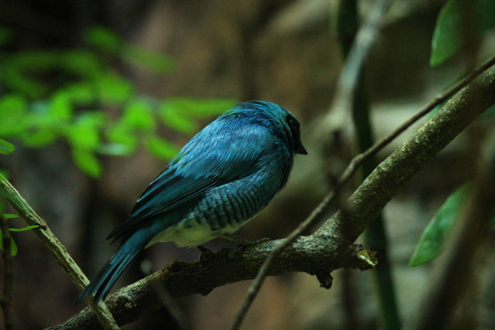 Swallow Tanager