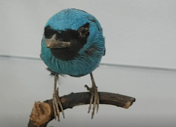 Swallow tanager