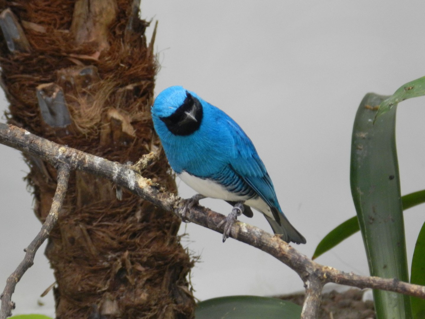 Swallow Tanager