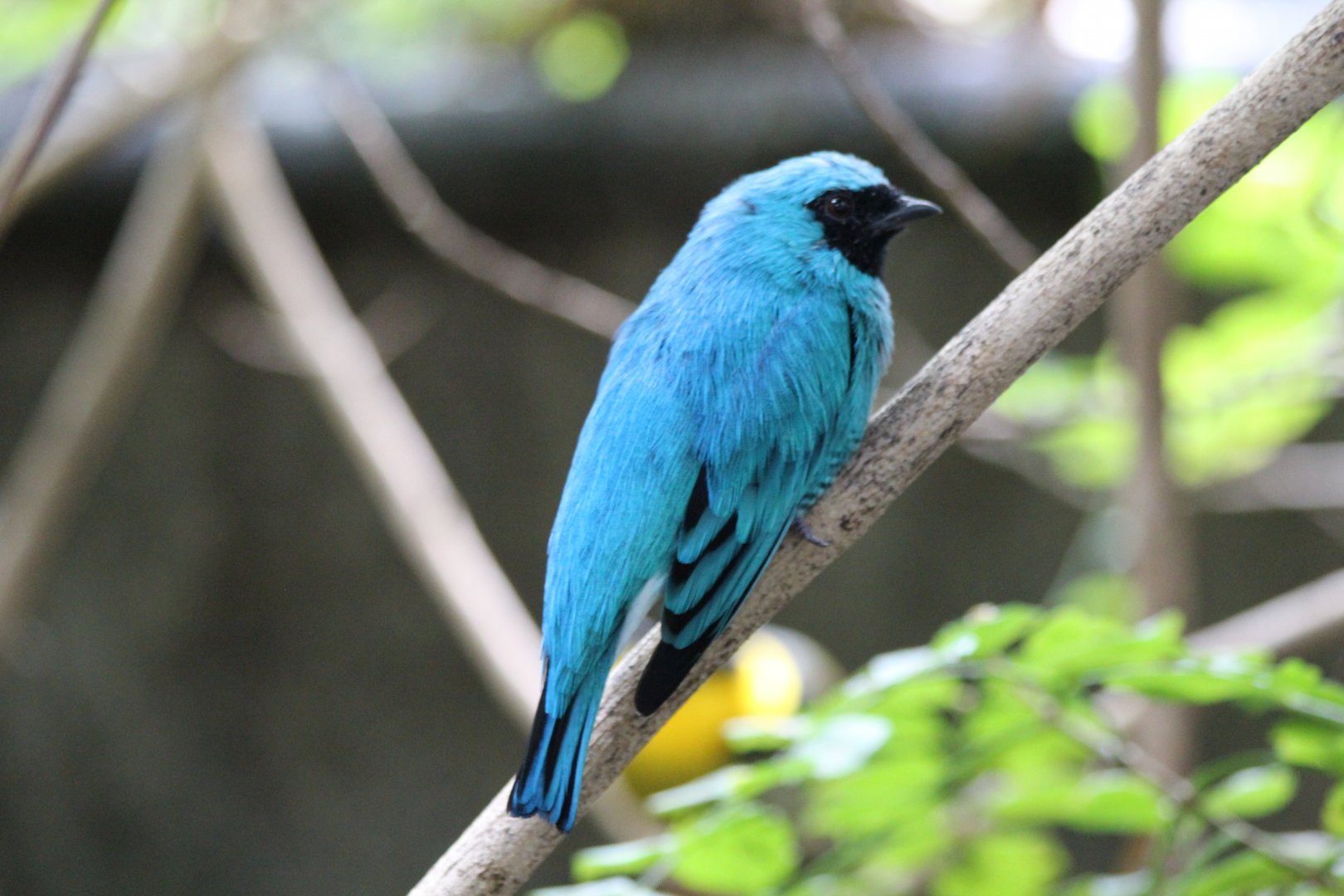 Swallow Tanager