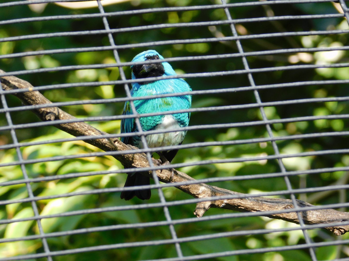 Swallow Tanager