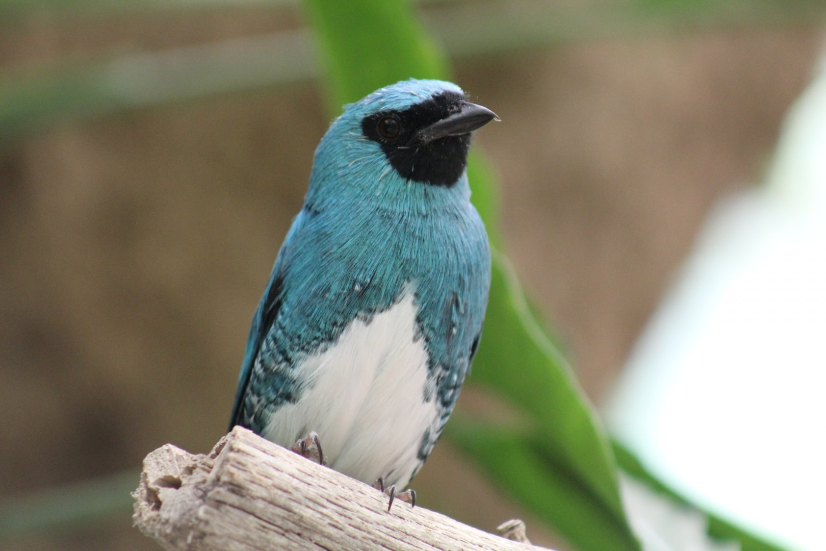 Swallow Tanager