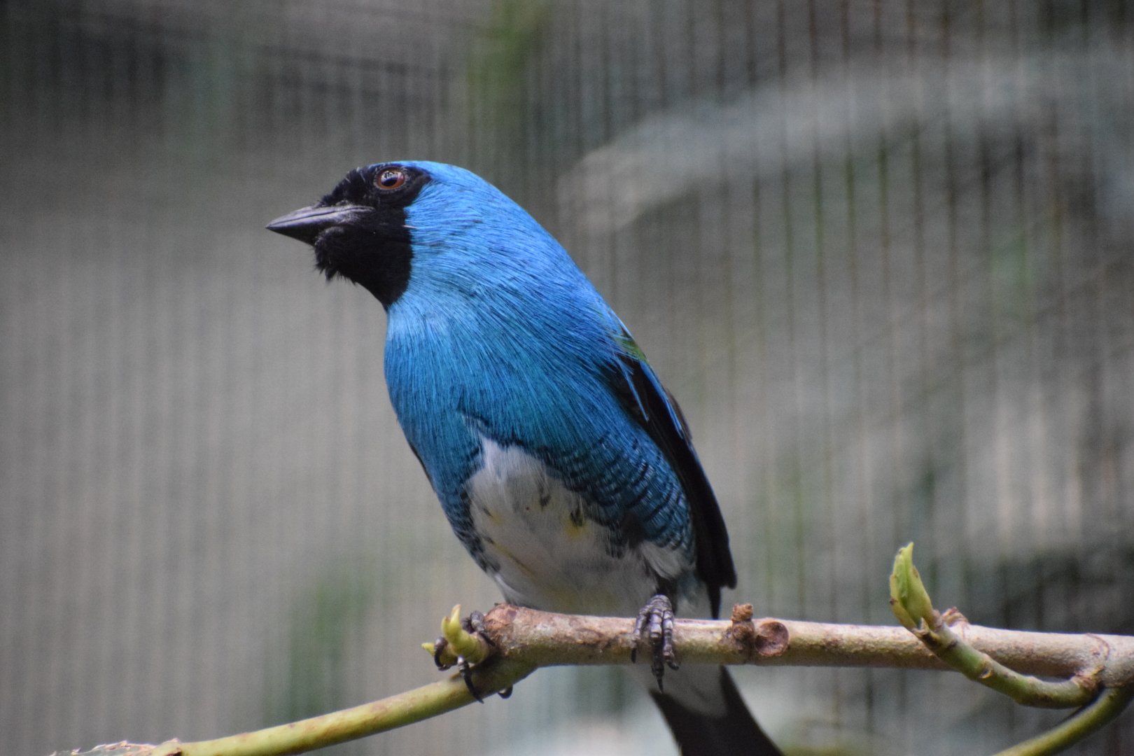 Swallow tanager