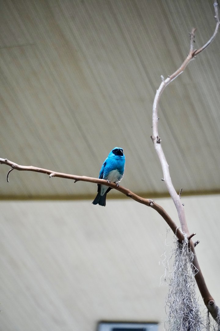 Swallow Tanager