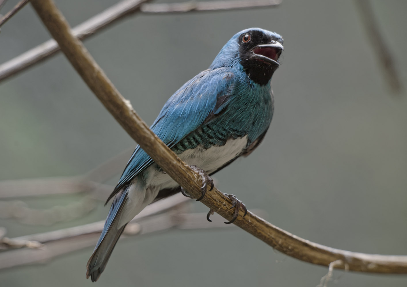 Swallow tanager