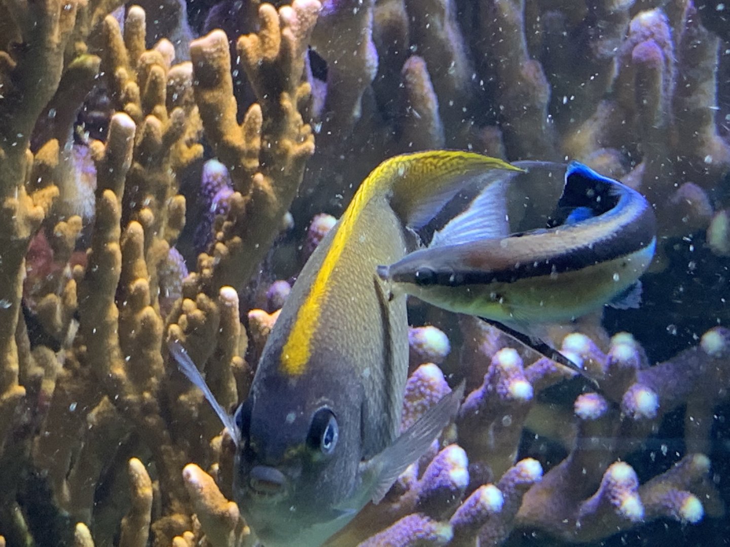 Swallowtail Angelfish (Genicanthus caudovittatus)
