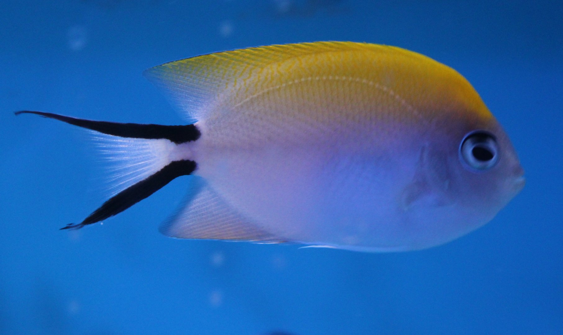 Swallowtail angelfish - Genicanthus melanospilos