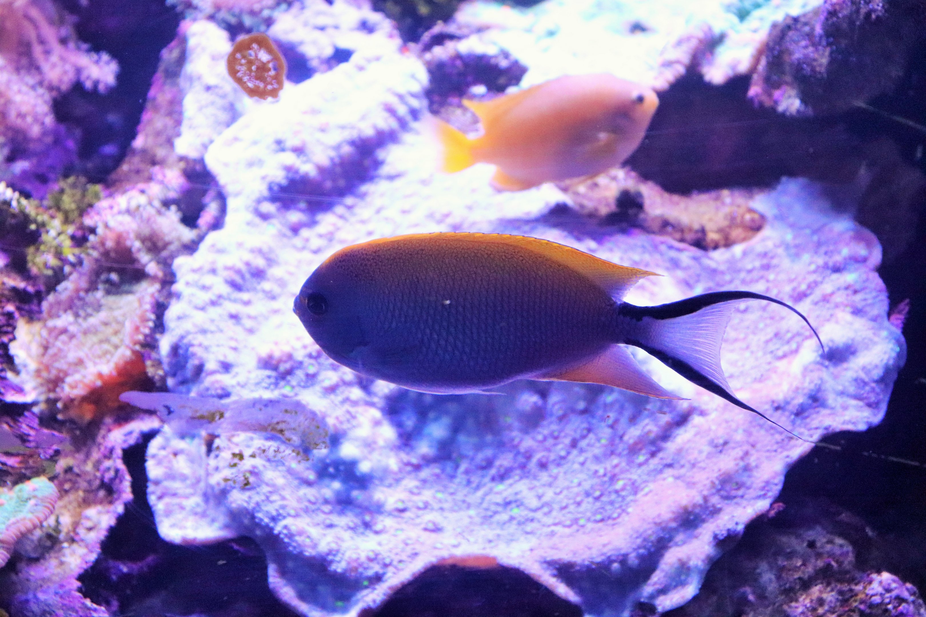 Swallowtail Angelfish (Genicanthus melanospilus)