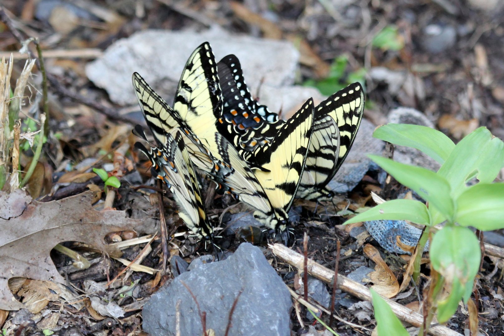 Swallowtail butterflies