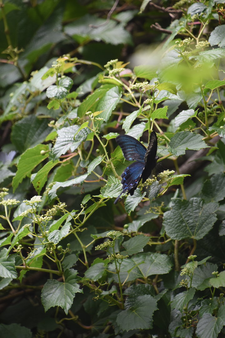 Swallowtail butterfly sp. (ID?)