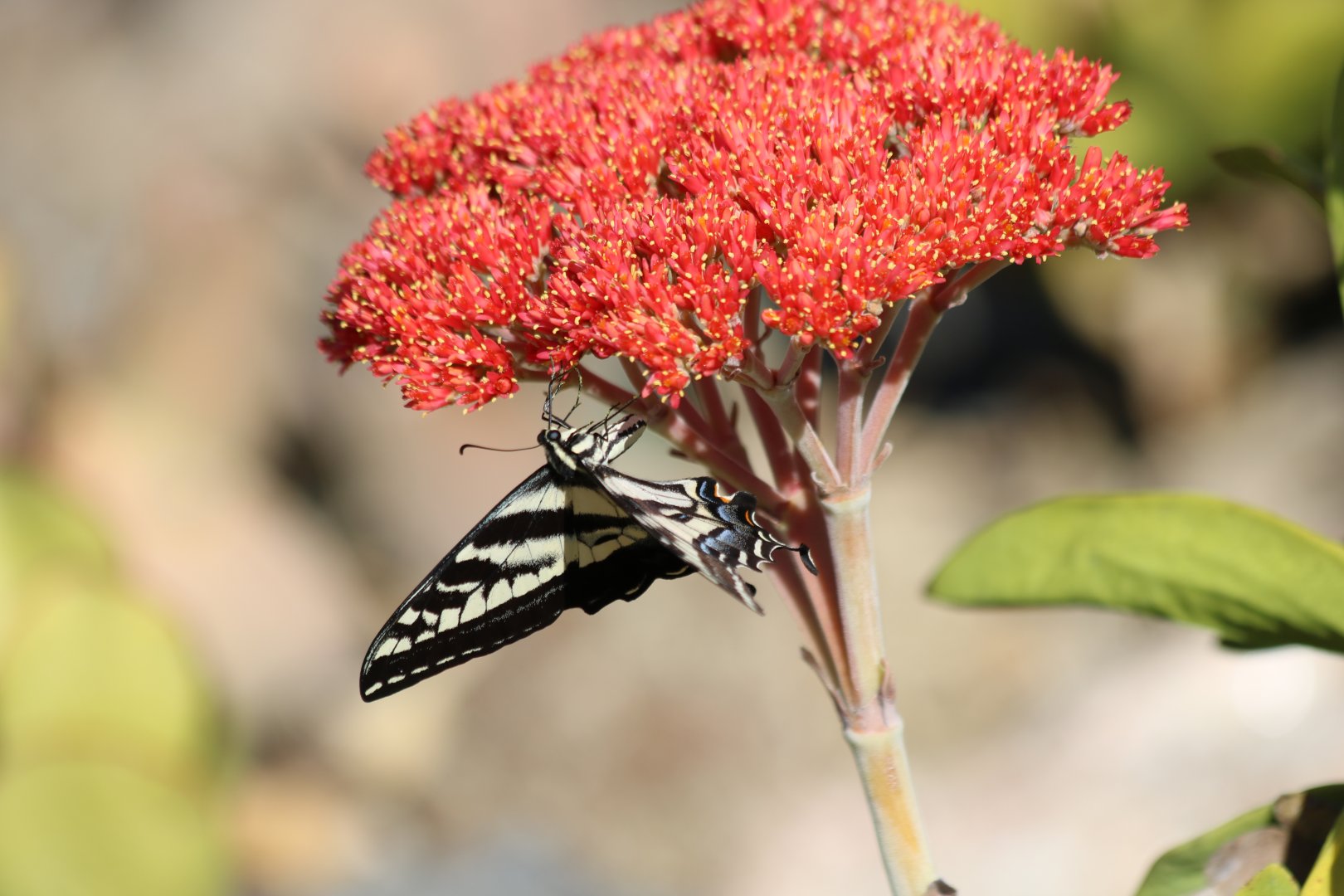 Swallowtail Butterfly (wild)
