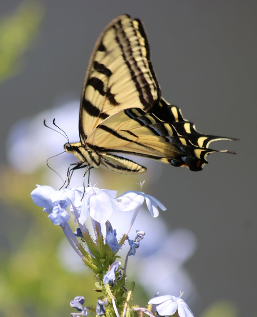 Swallowtail Butterfly (wild)