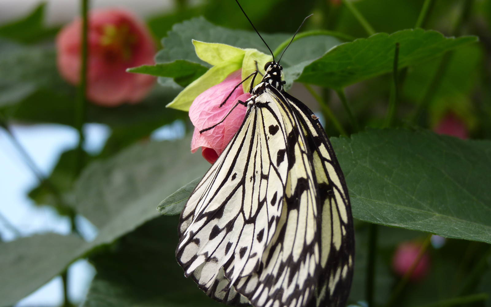 Swallowtail Butterfly