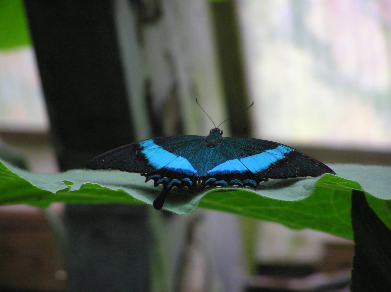 Swallowtail Butterfly