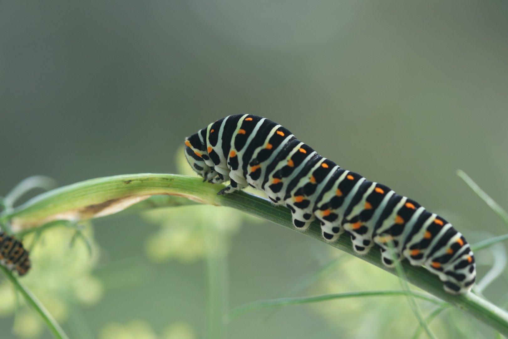 Swallowtail caterpillar