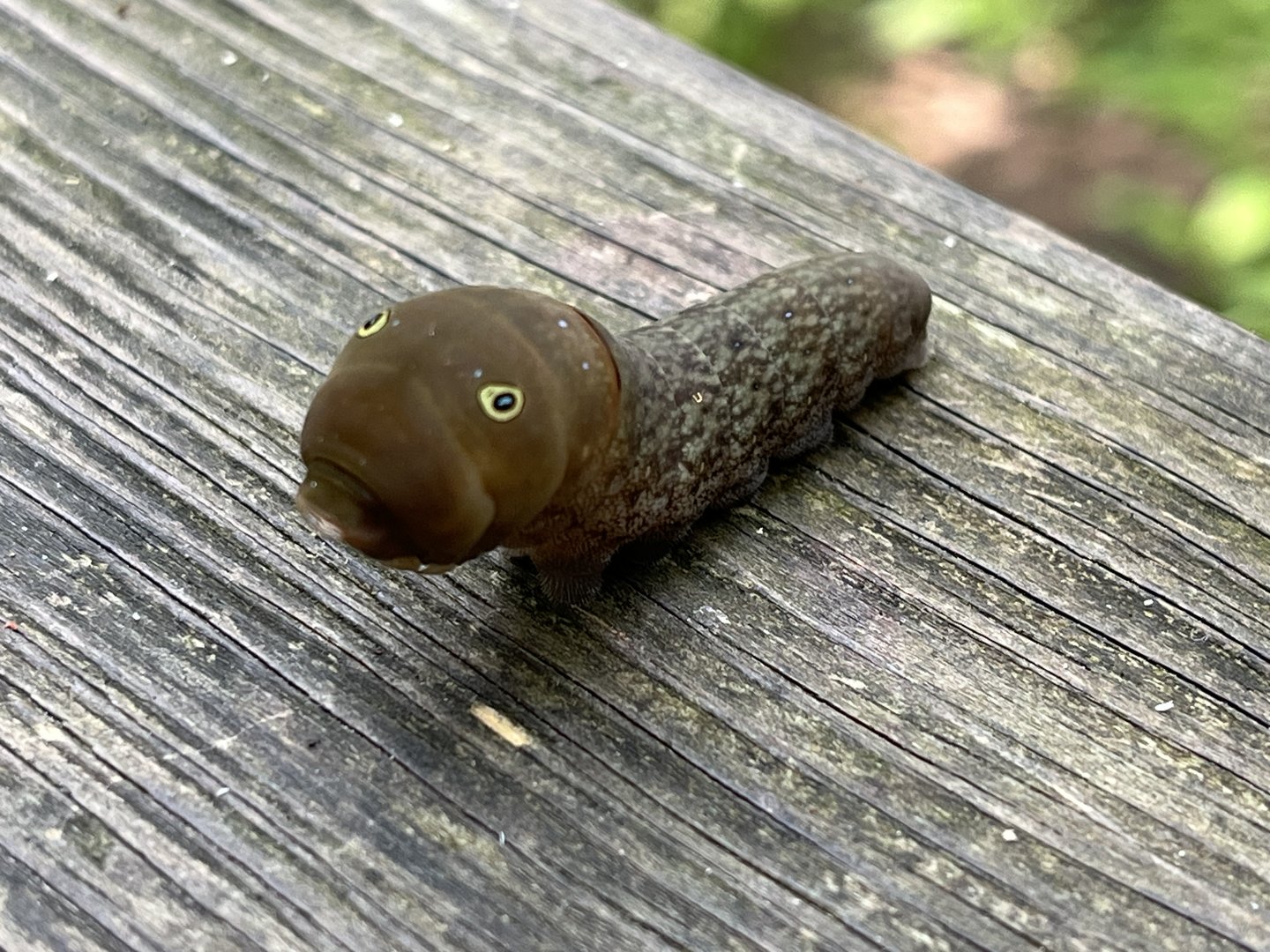 Swallowtail Caterpillar