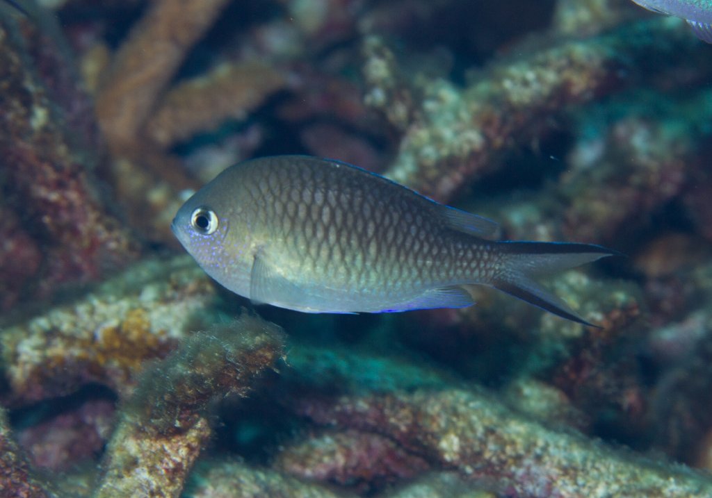 Swallowtail Chromis