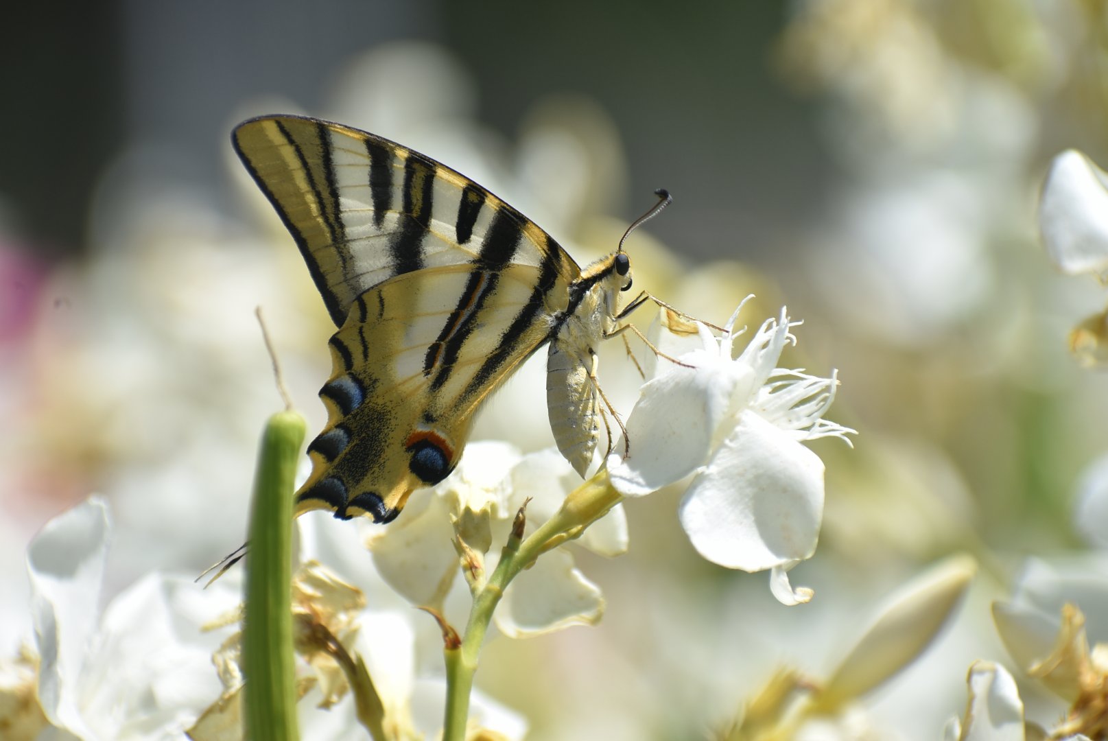 Swallowtail ID - (Madrid, Spain)