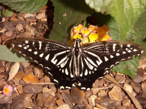 Swallowtail (Papilio sp.)