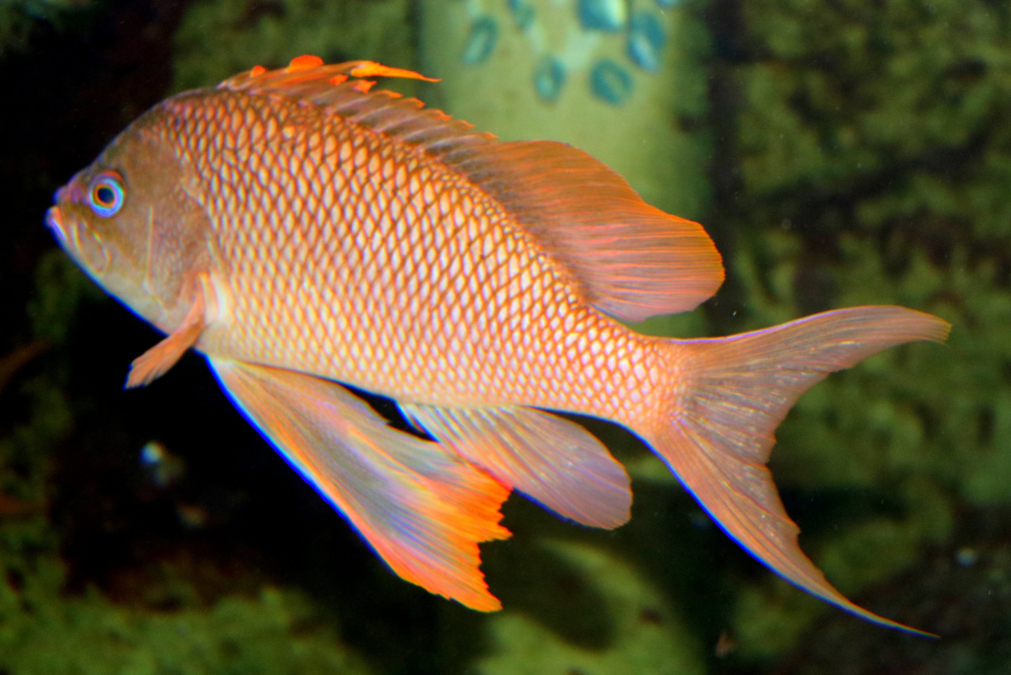 Swallowtail sea perch; Stuttgart; 5th September 2019