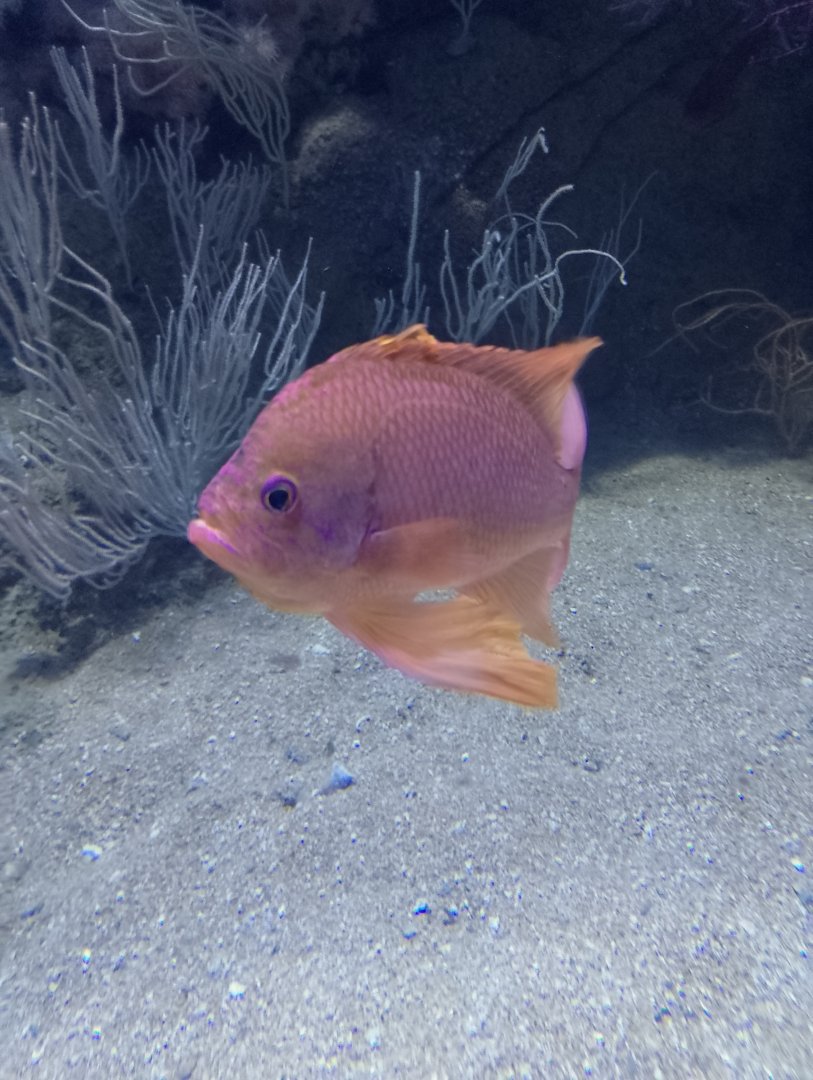 Swallowtail sea perch