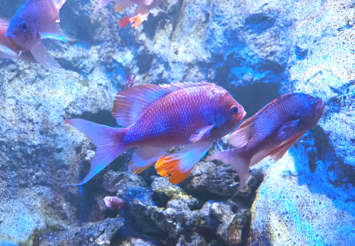 Swallowtail seaperch (Anthias anthias), 2022-09-14