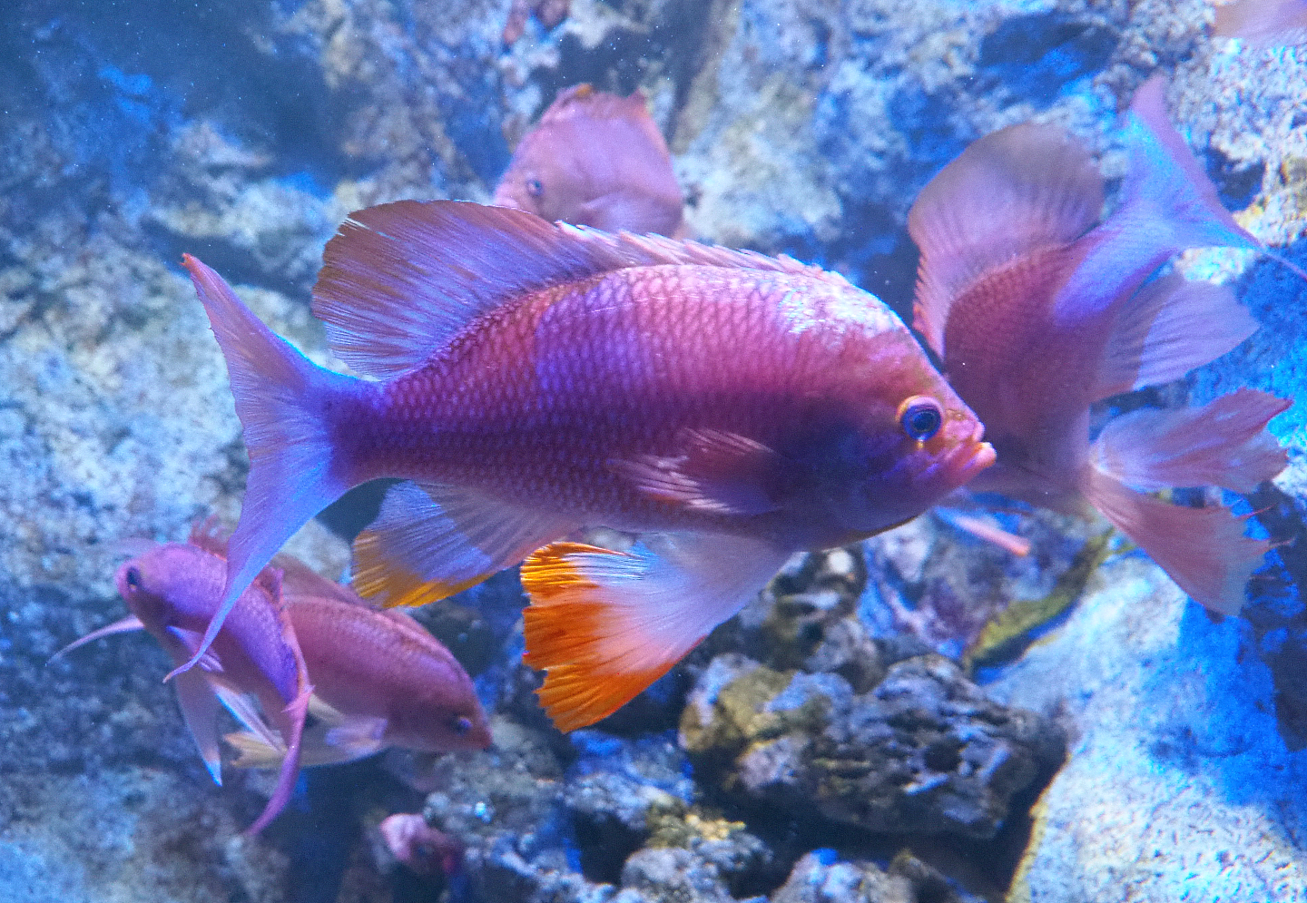 Swallowtail seaperch (Anthias anthias), 2022-09-14