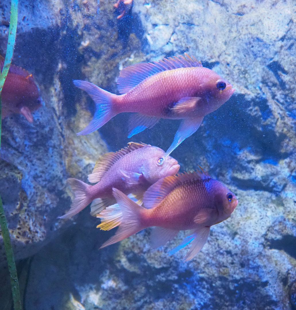 Swallowtail seaperch (Anthias anthias), 2022-09-14