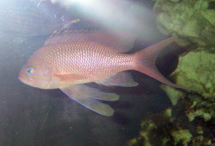 Swallowtail Seaperch (Anthias anthias)
