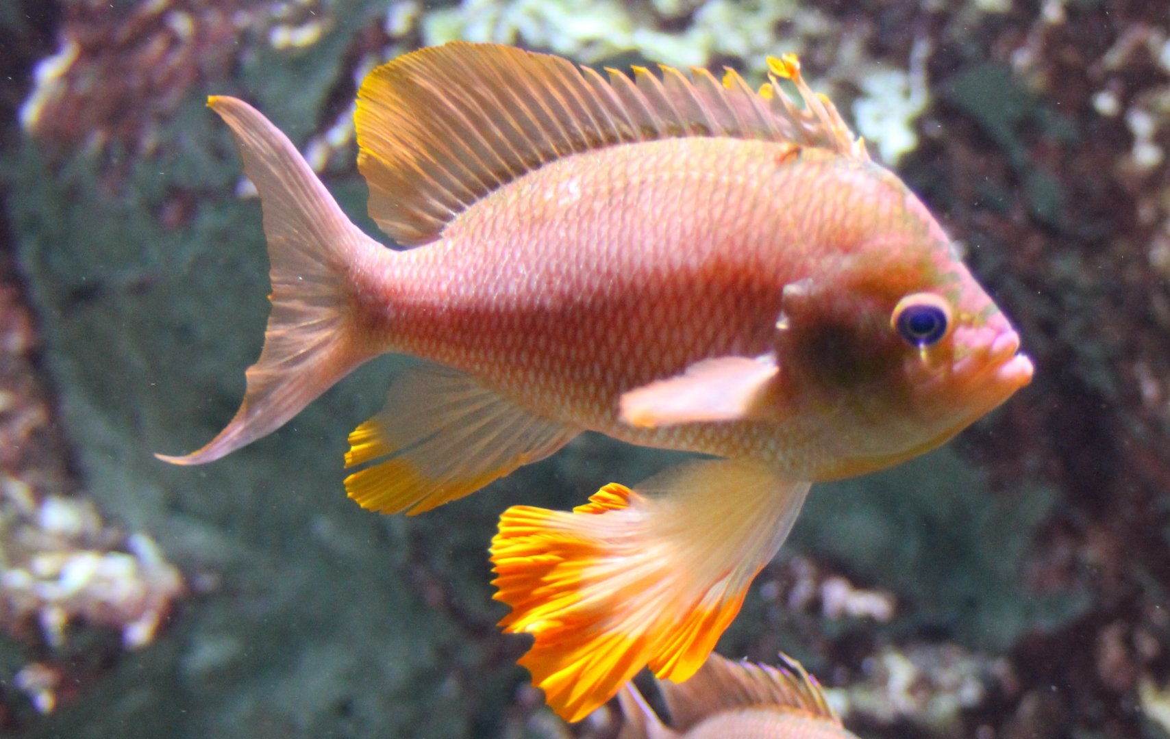 Swallowtail seaperch - Anthias anthias