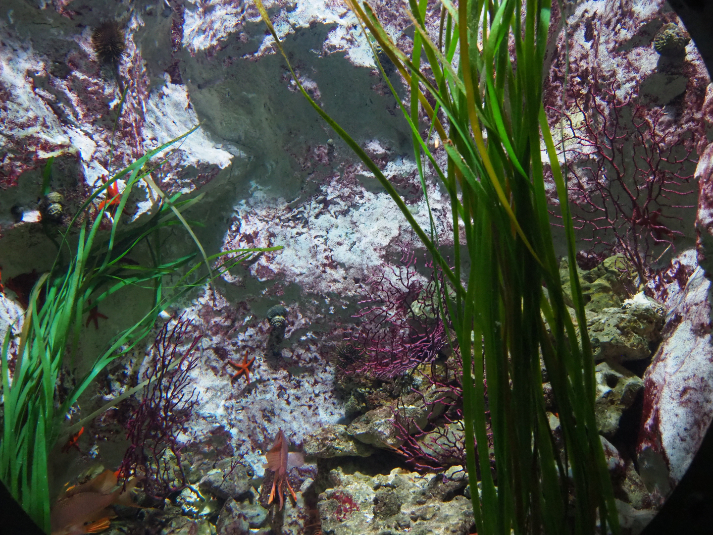 Swallowtail seaperch aquarium, 2019-10-05