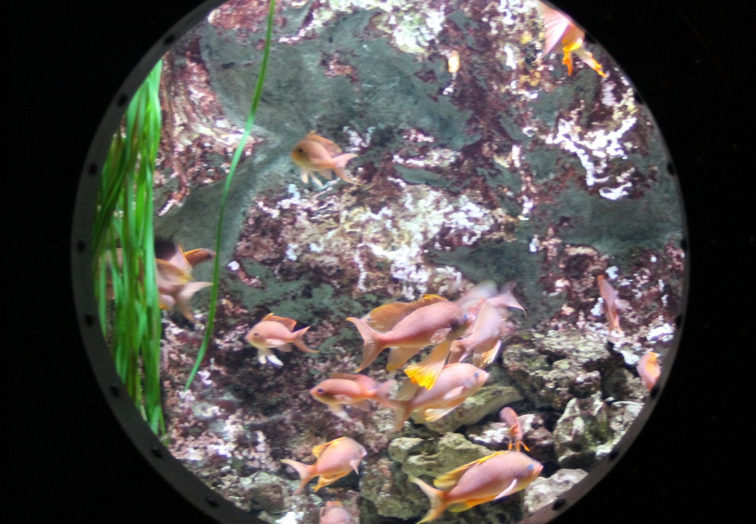 Swallowtail seaperch-aquarium