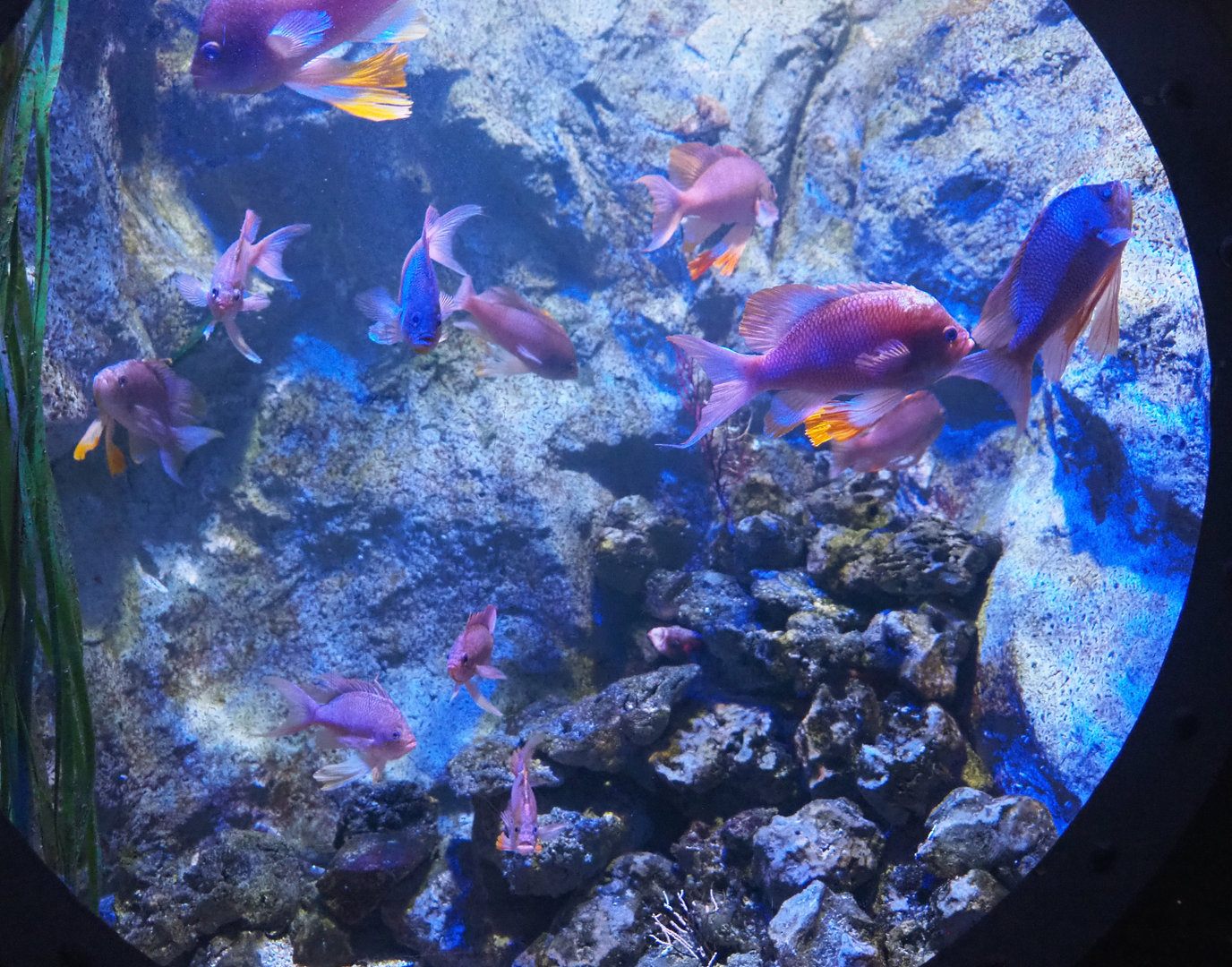 Swallowtail seaperch tank, 2022-09-14