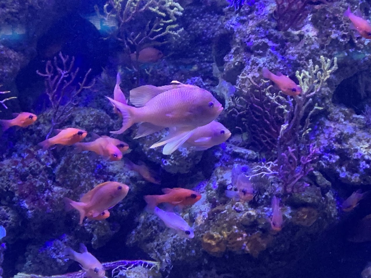 Swallowtail seaperch