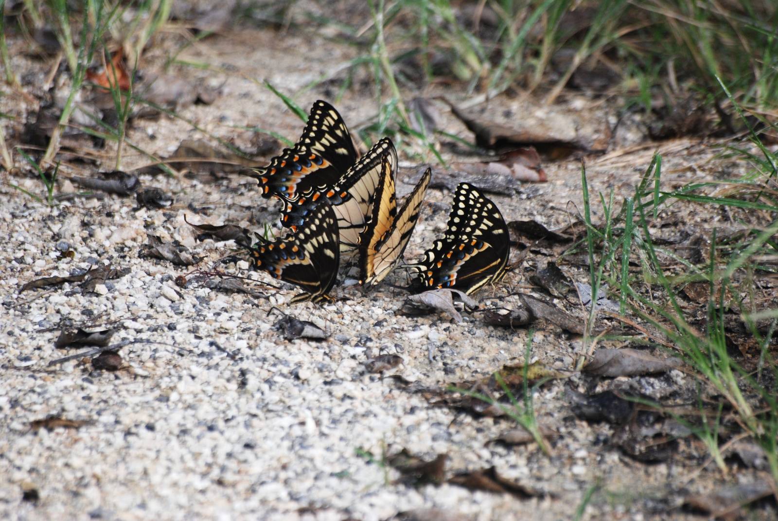 Swallowtail Swarm, Western Everglades/Big Cypress, October 2013