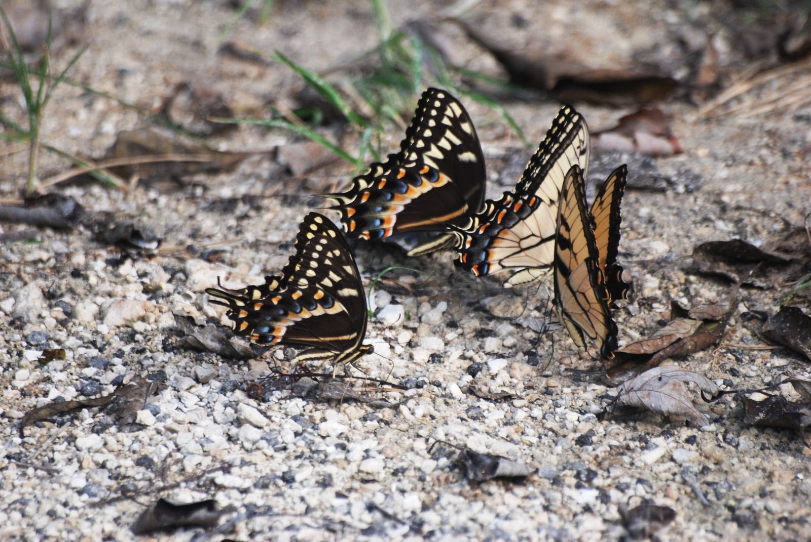 Swallowtail Swarm, Western Everglades/Big Cypress, October 2013