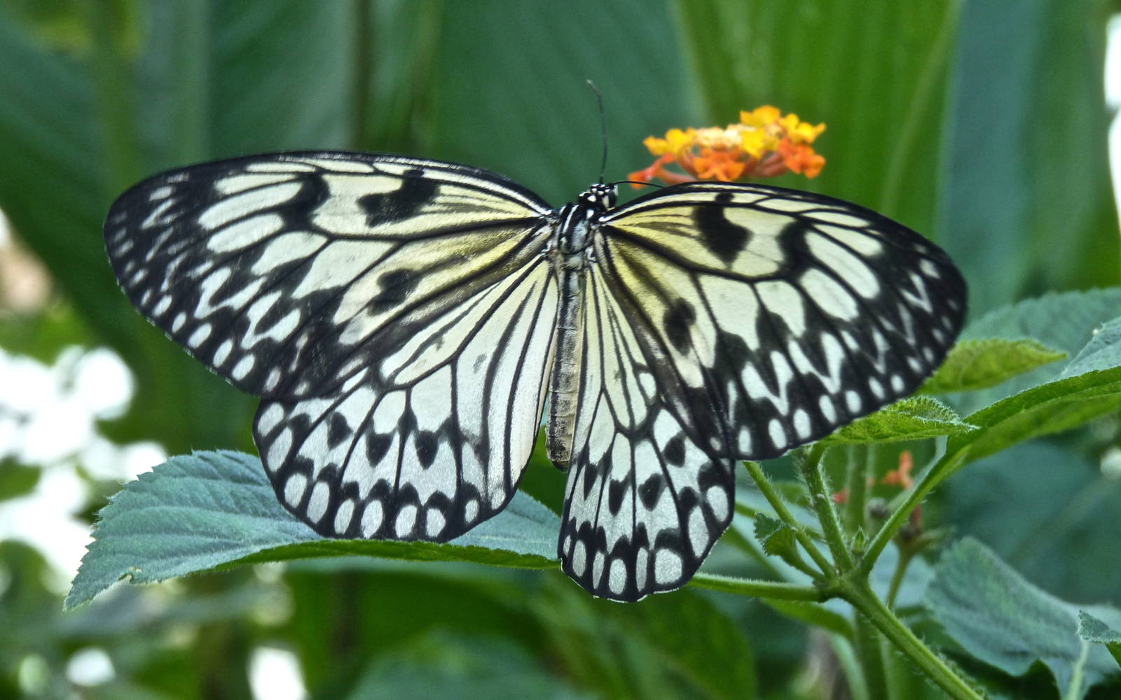 Swallowtail