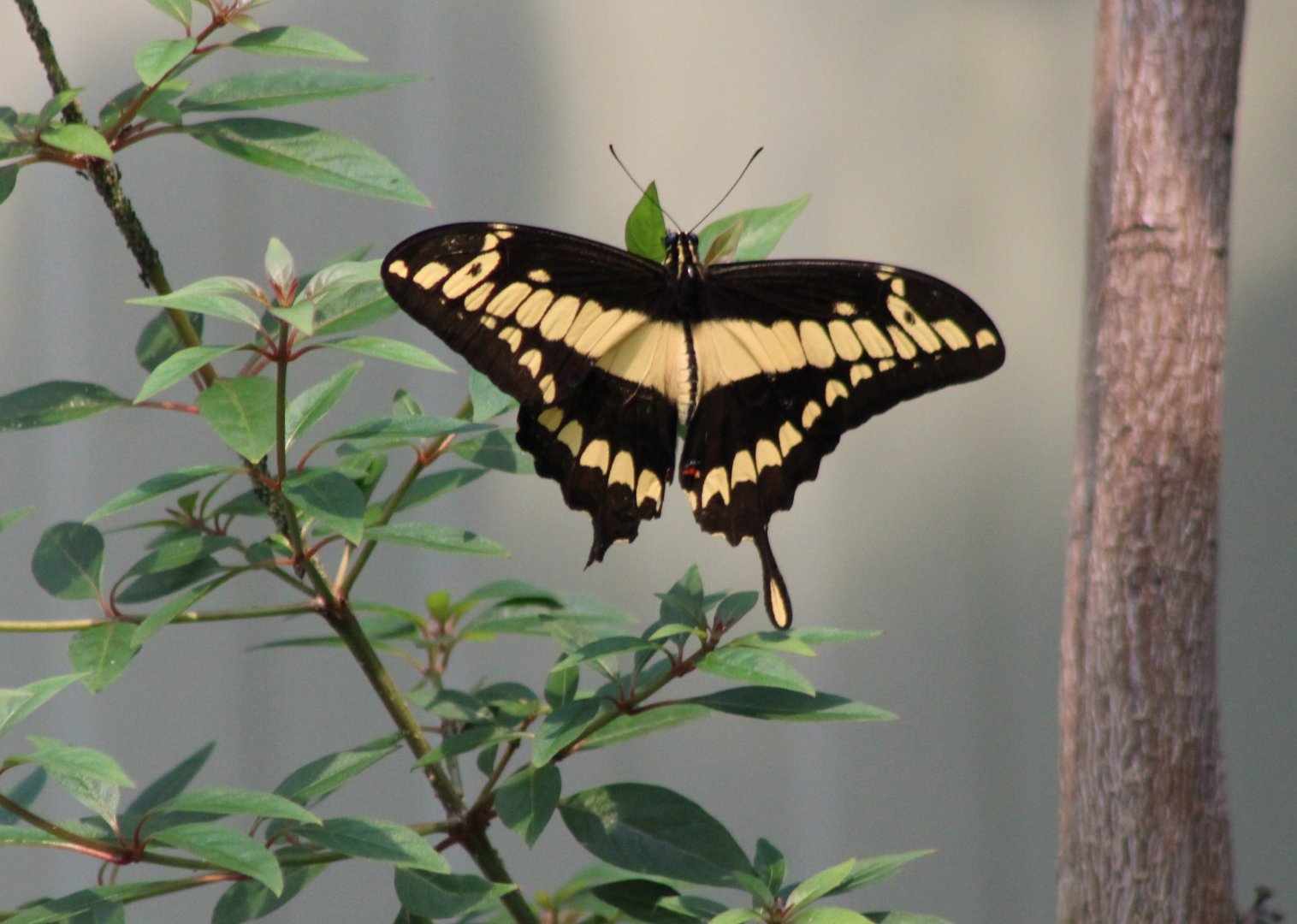 Swallowtail